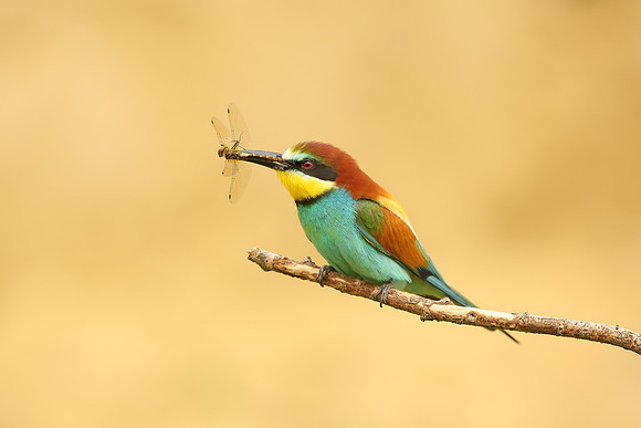 European Bee-eater