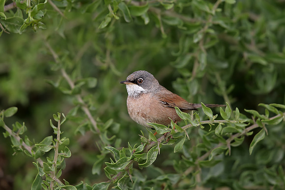 Spectacled Warbler