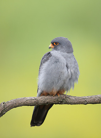 Red-footed Falcon