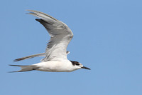White-cheeked Tern