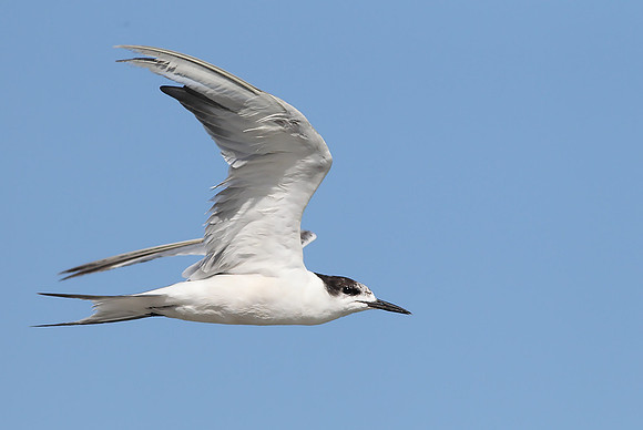 White-cheeked Tern