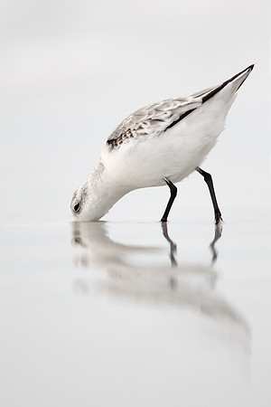 Sanderling