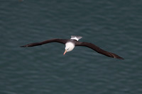 Black-browed albatross