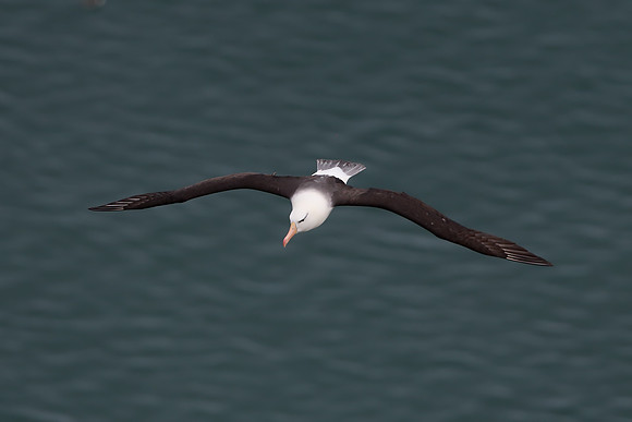 Black-browed albatross