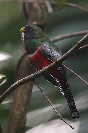 Collared Trogon