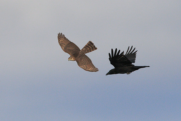 Sparrowhawk
