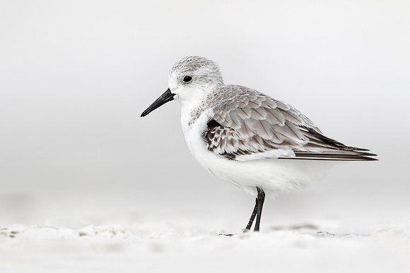 Sanderling