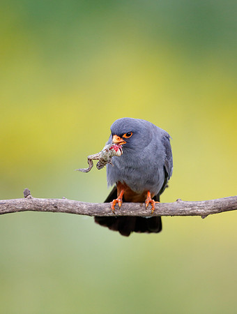 Red-footed Falcon