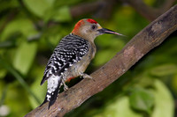 Red-crowned Woodpecker