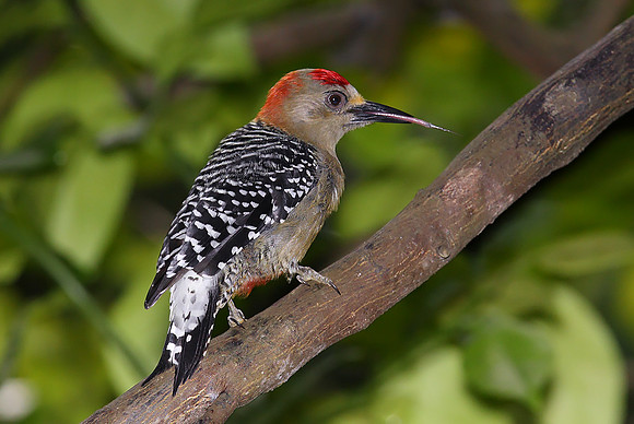 Red-crowned Woodpecker