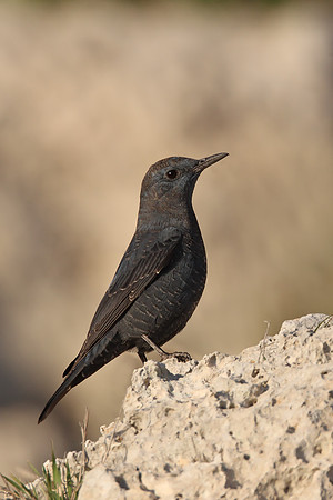 Blue Rock Thrush