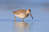 Short-billed Dowitcher
