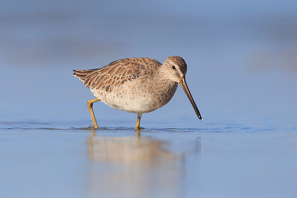 Short-billed Dowitcher