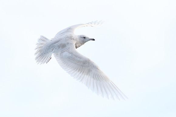 Iceland Gull