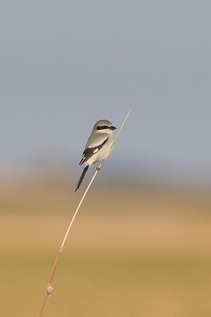 Loggerhead Shrike