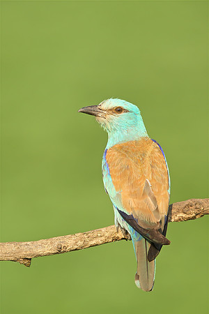 Roller