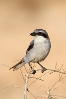 Southern Grey Shrike