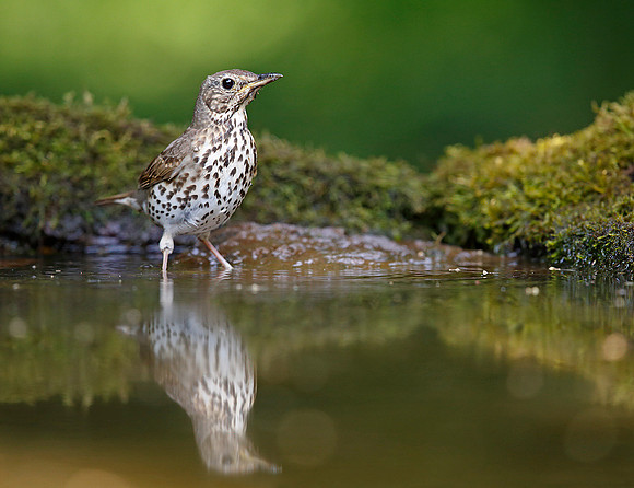 Song Thrush