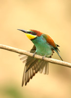European Bee-eater