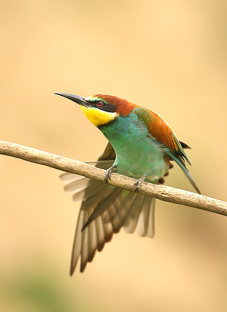 European Bee-eater