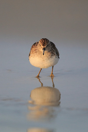 Least Sandpiper