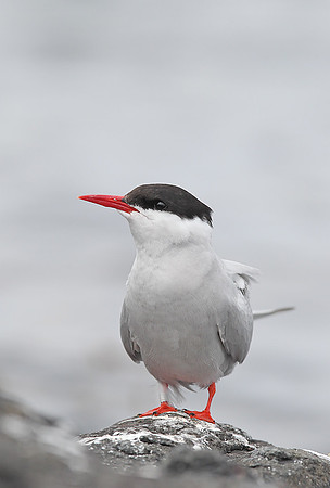 Arctic Tern