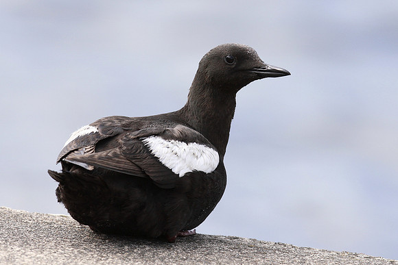 Black Guillemot