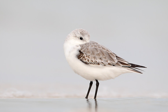 Sanderling