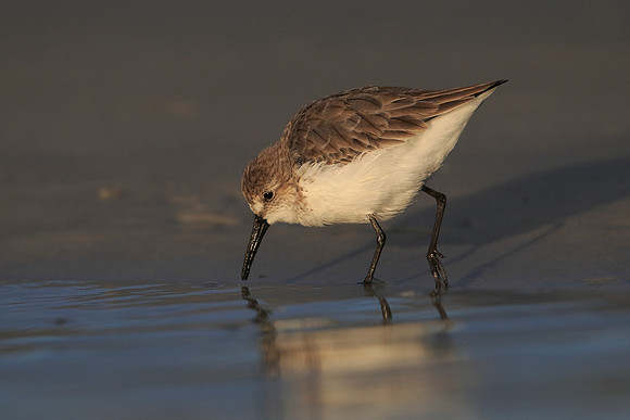 Western Sandpiper