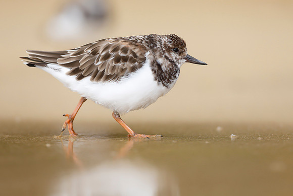 Turnstone