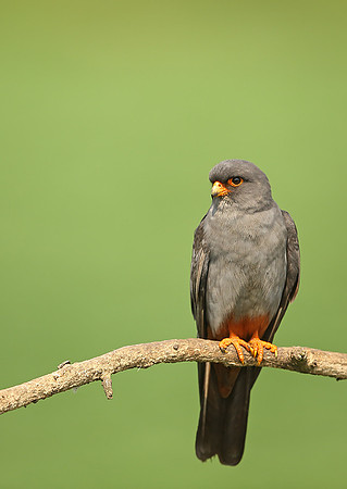 Red-footed Falcon