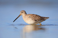 Short-billed Dowitcher
