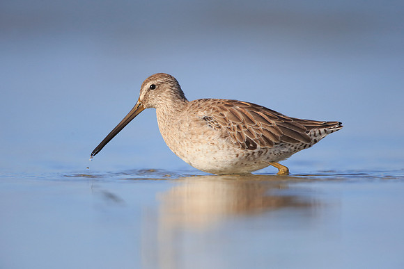 Short-billed Dowitcher