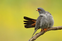 Red-footed Falcon