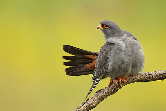 Red-footed Falcon