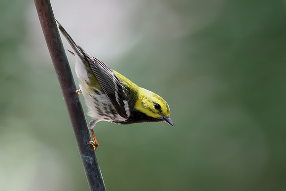 Black-throated Green Warbler