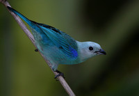 Blue-grey Tanager