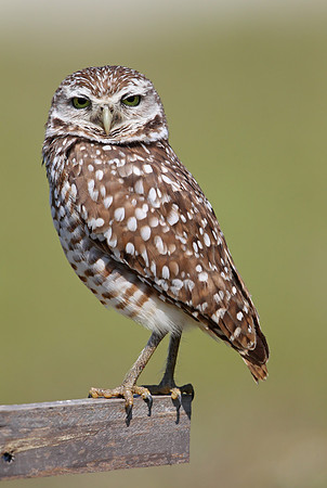 Burrowing Owl