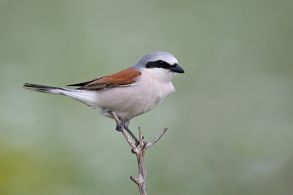 Red-backed Shrike