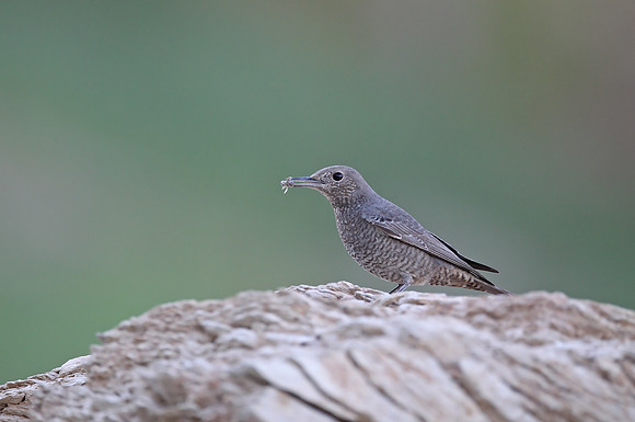 Blue Rock Thrush
