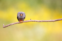 Red-footed Falcon