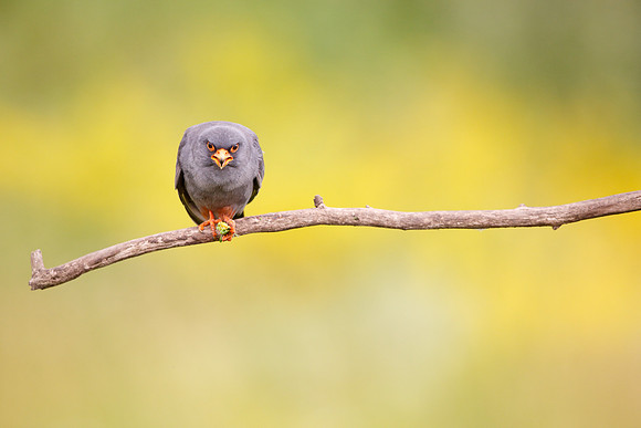 Red-footed Falcon