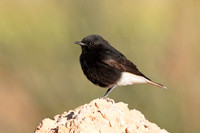 Black Wheatear
