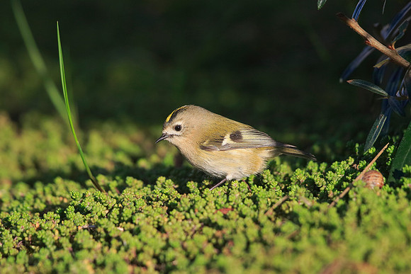 Goldcrest