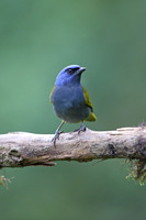 Blue-capped Tanager