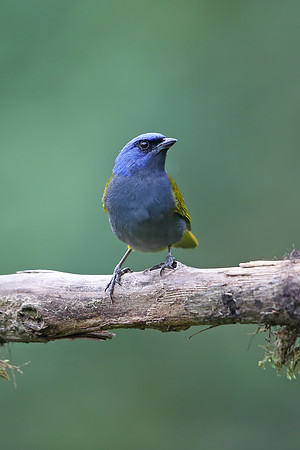 Blue-capped Tanager