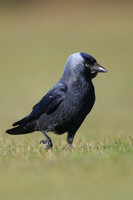 Jackdaw