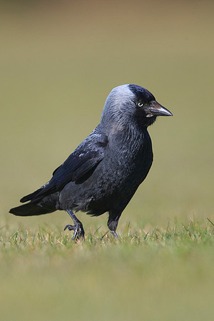 Jackdaw