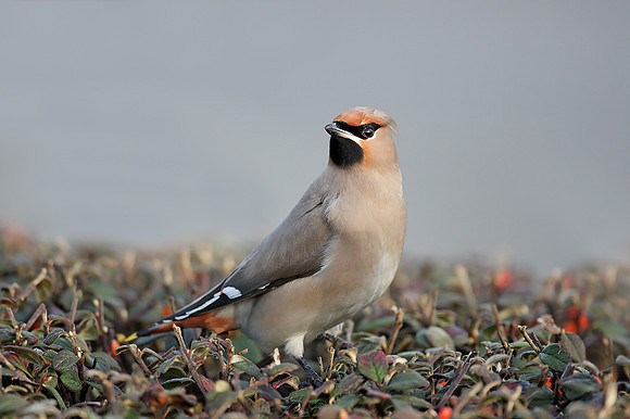 Waxwing