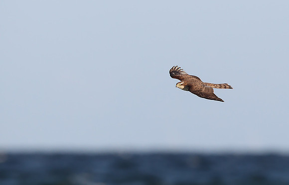Sparrowhawk